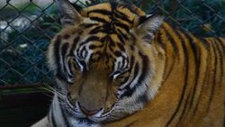 Tiger ,Thailand Stock Footage