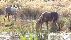 Horses in wetland Stock Footage