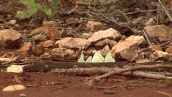 Butterflies flutter around a muddy, rocky bank. Stock Footage