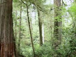 MS TD Hiker getting down on boardwalk in rain forest / Tofino, British Columbia, Canada Stock Footage