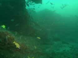 MS POV Shot of Ragged tooth shark swimming / Aliwal Shoal, Kwa Zulu Natal, South Africa Stock Footage