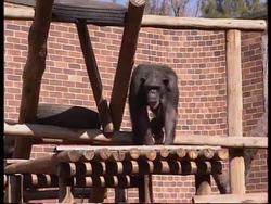 SOUTH AFRICA: CHIMPANZEE RETURNS TO ZOO AFTER HEART OPERATION News Clip