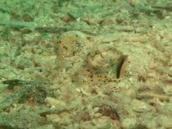 Flat fish, eye close up. Borneo, Malaysia, Southeast Asia Stock Footage