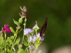 CU SLO MO Shot of Monarch butterfly flaying away after feeding on purple flower / Santa Barbara, California, United States Stock Footage