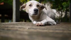 Happy dog Stock Footage