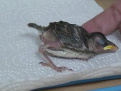 Tiny Sparrow fallen from nest Stock Footage