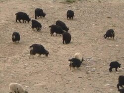 Wide Top Shot Herd of goats   Stock Footage
