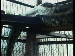 VOICE Zoo claims capture of 15-metre python Instructional Video