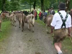 MS POV Viehscheid at Schollang near Oberstdorf, ceremonial driving down of cattle from mountain pastures into valley in autumn at Allgau Alps / Oberstdorf, Bavaria, Germany Stock Footage