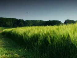 PAL: Grain Stock Footage