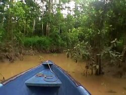 Searching for wildlife Stock Footage