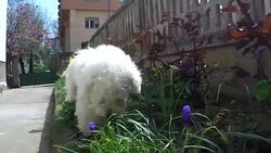 Cute little bichon frise enjoy outdoor Stock Footage