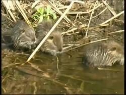 Coypu, Myocastor coypus, MS group of young Coypu, eating water weed in shallow water, Israel Stock Footage
