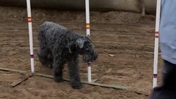 Old dog walking around agility obstacles Stock Footage