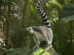 Close Up Shot Ring Tailed Lemur Jurong Singapore Stock Footage