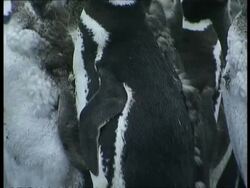 MS colony of Magellanic penguins, Spheniscus magellanicus, standing on shore, series, Antarctica Stock Footage