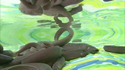 Hagfish rest in shallow water. Stock Footage