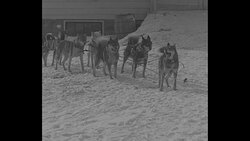 Dog sledding in Poland Springs, ME News Clip