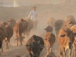 WS farmer herding cows / Vientiane, Laos Stock Footage