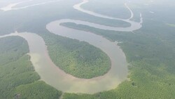 Aerial over s-shaped mangrove forest Stock Footage