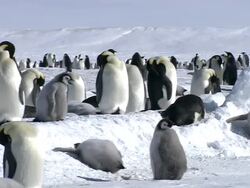 MS PAN Groups of penguins and chicks at snow AUDIO / EkstrÃƒÂ¶m Ice Shelf,Atka Iceport Emperor Penguin Colony, Queen Maud land, Antarctica Stock Footage