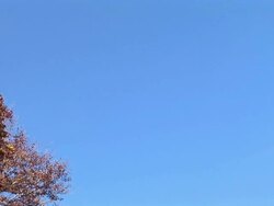 HD: Trees in autumn Stock Footage