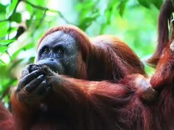 Female orangutan Stock Footage
