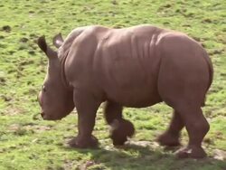 Young Baby Rhino / Rhinoceros Stock Footage