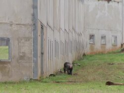 Chimpanzee at Chimp Haven Stock Footage