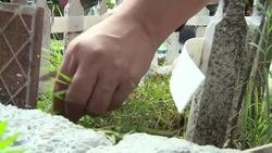 VOICED : Dia de los Muertos incluye mascotas News Clip