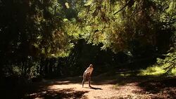 A young women running, working out, stretching and checking her mobile device outdoors on a sunny day. Stock Footage