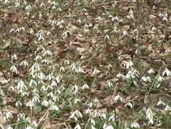 HD: Spring forest Stock Footage