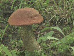 Picking mushrooms Stock Footage