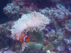 Orange Fish Nemo is Escaping danger in sea flowers. Stock Footage