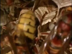 BCU Nurse-Hornets (Vespa crabro) tending to larvae within nest cells, England Stock Footage