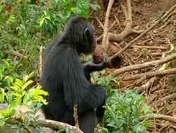 CU zooming out to MWA, Chimpanzee with muddy rock, runs along log and throws the rock. Audio available. Stock Footage