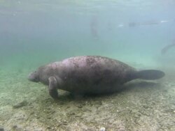 pregnant florida manatee Stock Footage