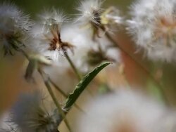 Dandelions Stock Footage