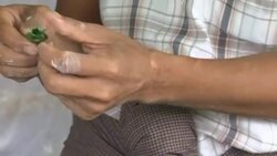 Myanmar betel chewers bemoan huge price hike Instructional Video