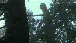 The plight of the spotted owl News Clip