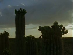 T/L clouds over flowering Saguaro cacti, USA Stock Footage
