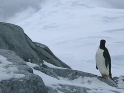 MS Chinstrap penguin jumping / Antarctica peninsular, Antarctica Stock Footage
