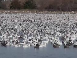 Duck Migration 002 1080p24 Stock Footage