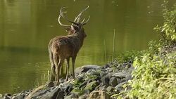 Wildlife in Thailand Stock Footage