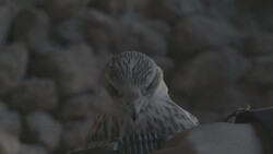 M/S SLOMO falcon in ancient ruins, cap is taken off, fly Stock Footage
