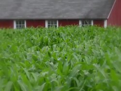 Young corn stalks wave in the wind in front of a red barn Stock Footage