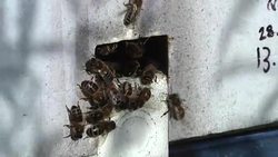 New Apprenticeship Scheme for BeeKeepers News Clip