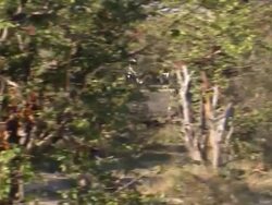 Linyanti Wildlife Reserve News Clip