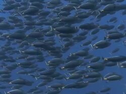 Sharks Hunting Stock Footage