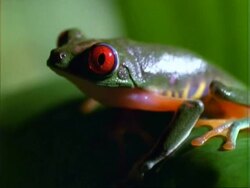 Red-eyed Tree Frog, BCU frog on leaf, facing left.  Panama. Stock Footage